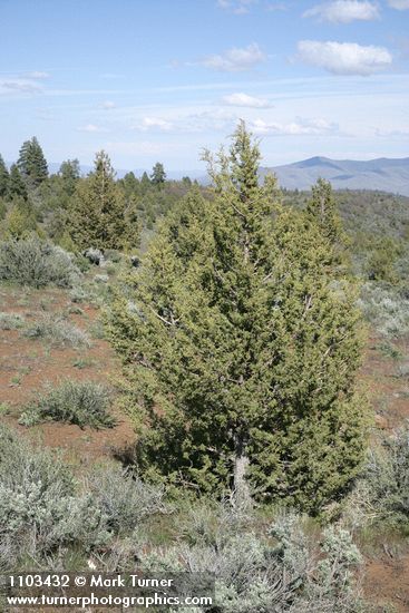 Western Juniper among Big Sagebrush, landscape view