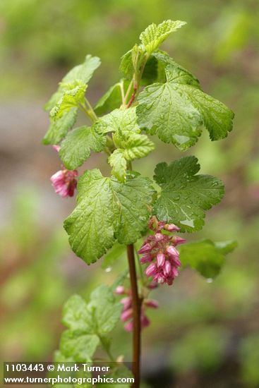 Sierra Currant blossoms & foliage detail