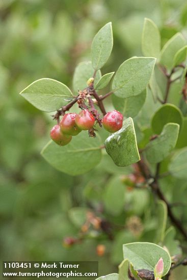 Green Manzanita fruit & foliage detail