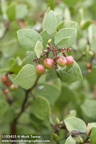 Green Manzanita fruit & foliage detail