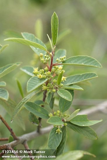 Red Buckthorn blossoms & foliage