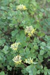 Chaparral Honeysuckle