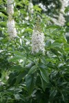 California Buckeye blossoms & foliage