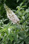 California Buckeye blossoms & foliage