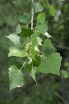 Fremont cottonwood foliage