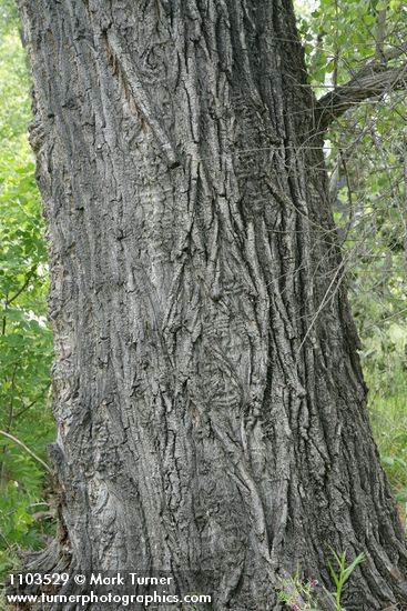 Fremont cottonwood bark
