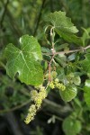 California Wild Grape blossoms & foliage