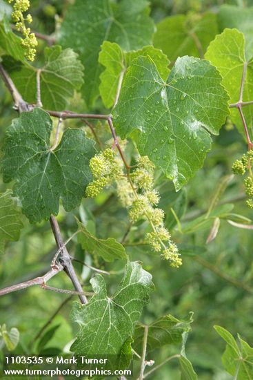 California Wild Grape blossoms & foliage