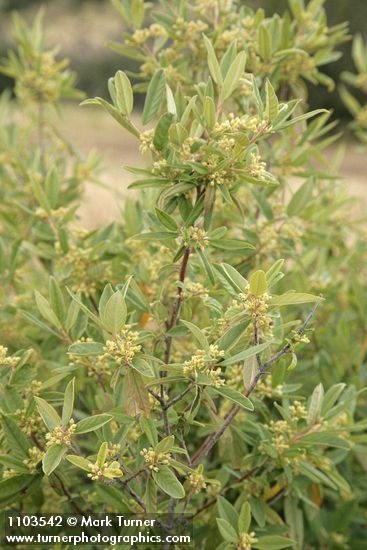 Red Buckthorn blossoms & foliage