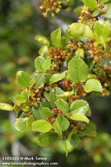 Hollyleaf Redberry blossoms & foliage detail