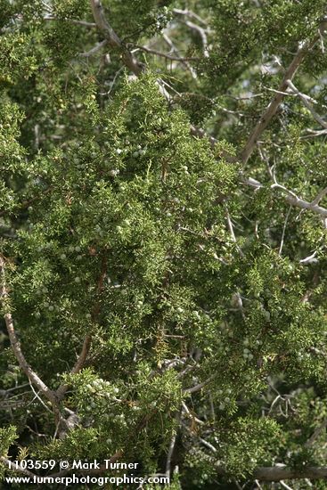 California Juniper