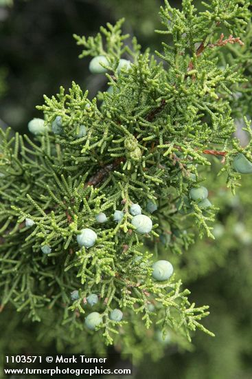 California Juniper berries & foliage