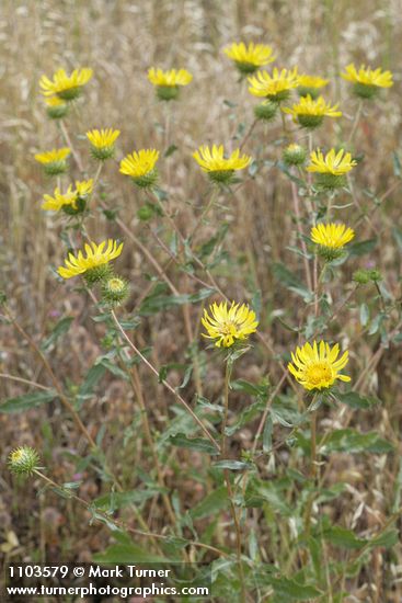 Hairy Gumweed