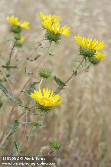 Hairy Gumweed blossoms