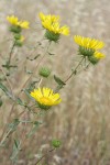 Hairy Gumweed blossoms