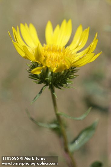 Hairy Gumweed blossom