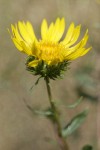 Hairy Gumweed blossom