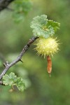Hillside Gooseberry fruit