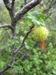 Hillside Gooseberry fruit