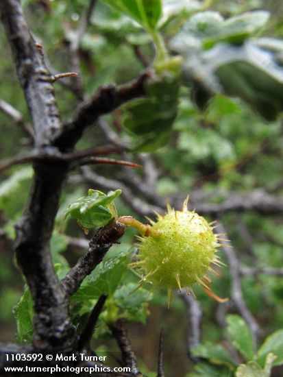 Hillside Gooseberry fruit