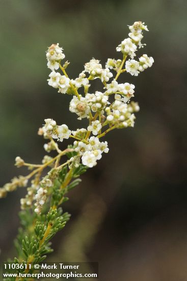 Chamise blossoms & foliage detail