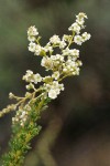 Chamise blossoms & foliage detail