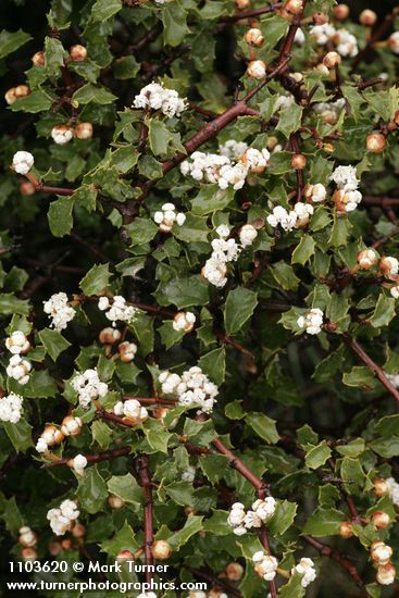 Jepson Ceanothus blossoms & foliage