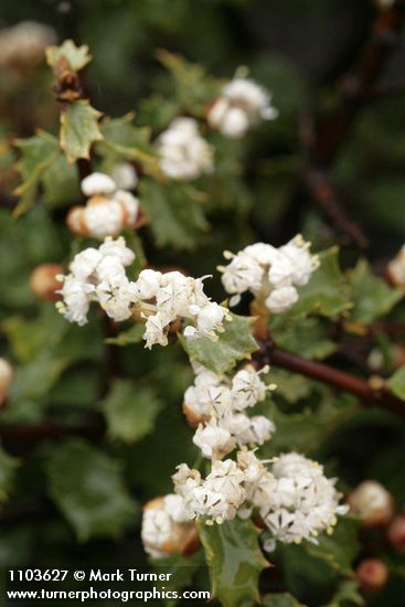 Jepson Ceanothus blossoms & foliage detail