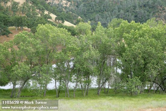 Fremont Cottonwoods at edge of farm pond