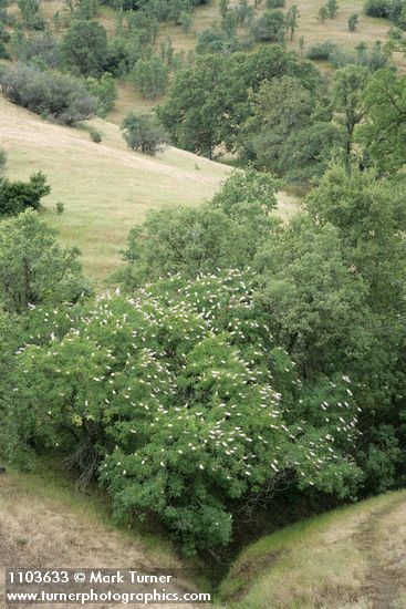 California Buckeye among Blue Oaks