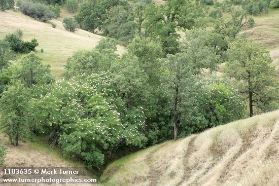 California Buckeye among Blue Oaks