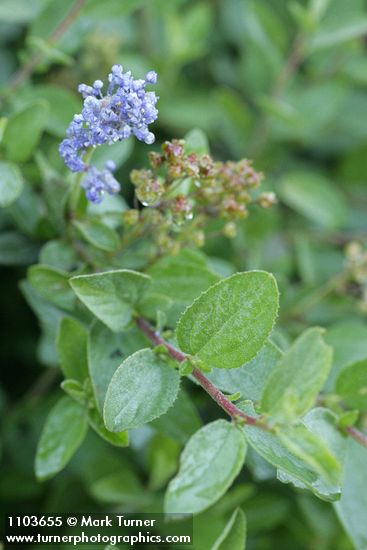 Pinemat blossoms & foliage