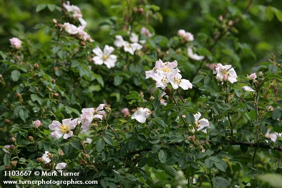 California Rose blossoms & foliage