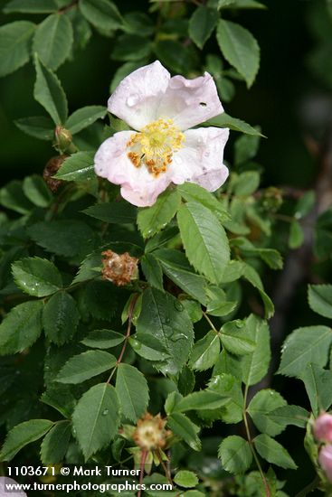 California Rose blossom & foliage