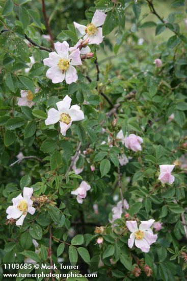 California Rose blossoms & foliage