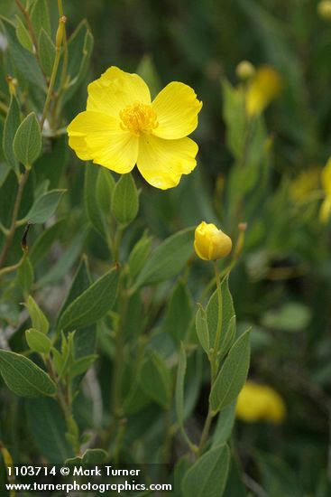 Bush Poppy blossom & foliage