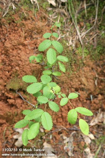 Ground Rose foliage