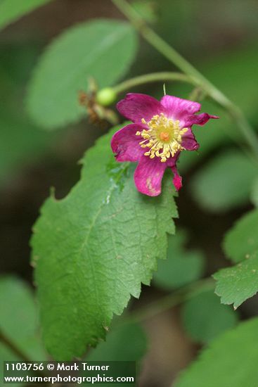 Ground Rose insect-eaten blossom & foliage