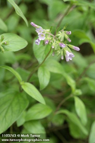 Volet Draperia blossoms