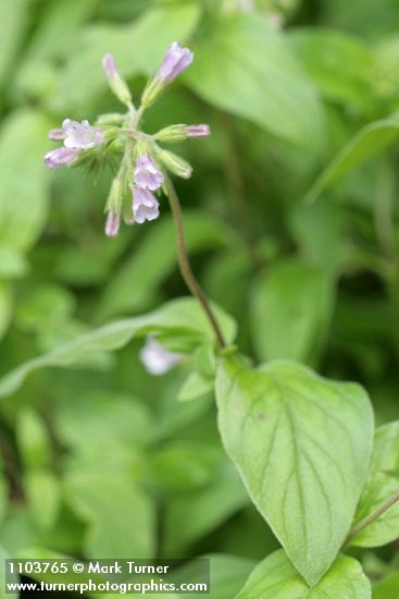 Volet Draperia blossoms & foliage