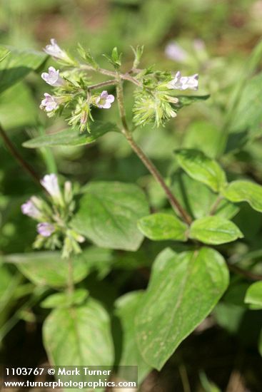 Volet Draperia blossoms & foliage