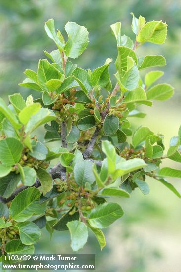 Redberry Buckthorn blossoms & foliage