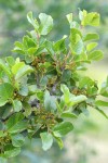 Redberry Buckthorn blossoms & foliage