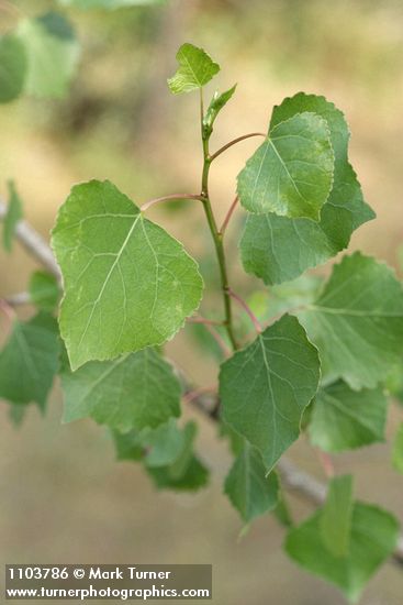 Fremont Cottonwood foliage