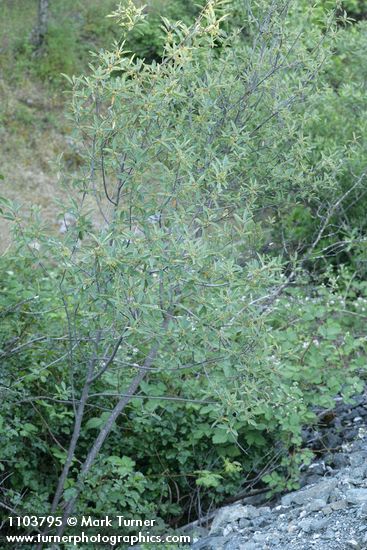 California Coffeeberry