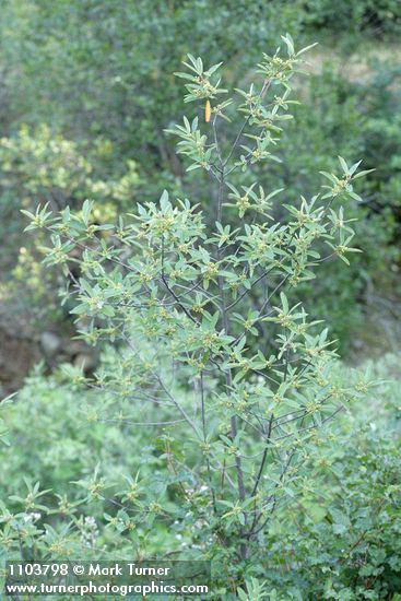 California Coffeeberry