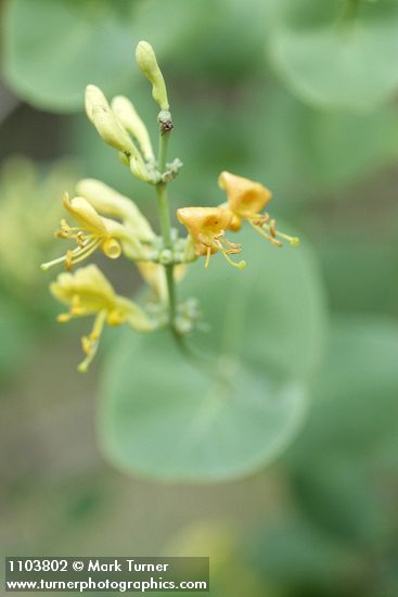 Chaparral Honeysuckle blossoms detail