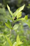 Western Sweetshrub foliage & previous year's seedpod