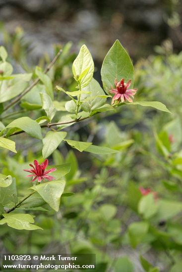 Western Sweetshrub blossoms & foliage