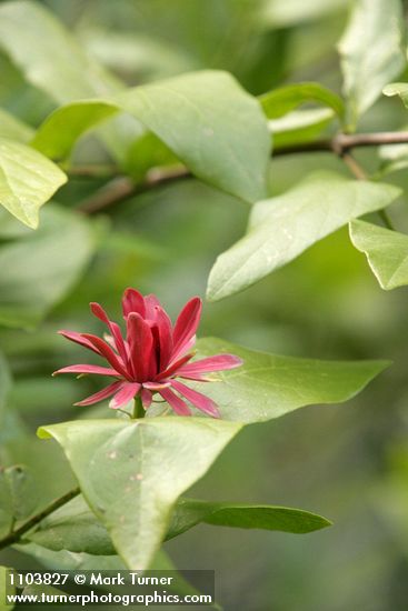 Western Sweetshrub blossom & foliage